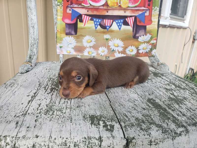 Grumpy – Dachshund puppy for sale in Stoutland, MO