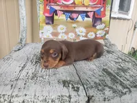Grumpy, a male Dachshund for sale in Stoutland, MO – 1 of 1