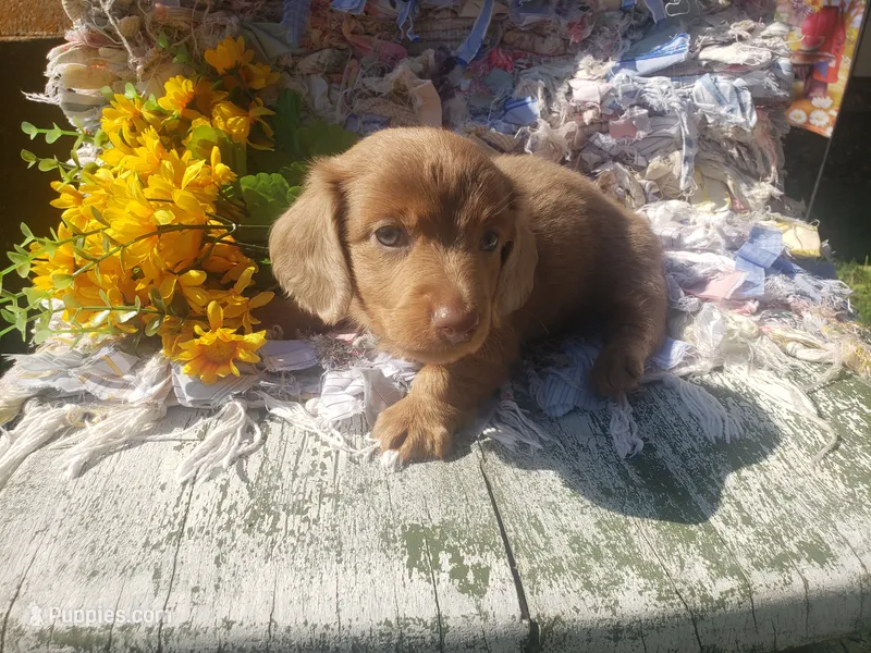 Haggard – Dachshund puppy for sale in Stoutland, MO