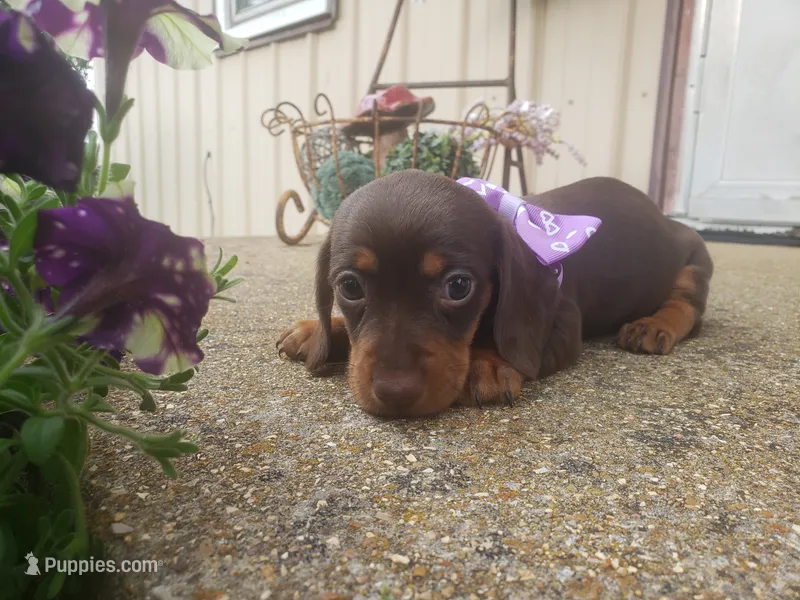 Bashful – Dachshund puppy for sale in Stoutland, MO