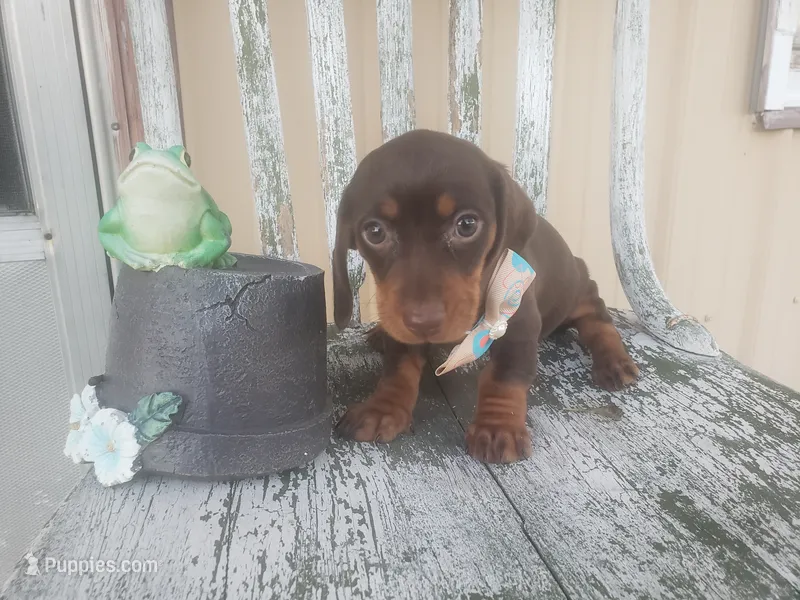 Happy – Dachshund puppy on hold in Stoutland, MO