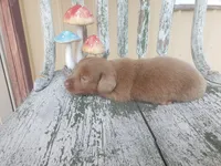 Haggard, a male Dachshund for sale in Stoutland, MO – 3 of 3