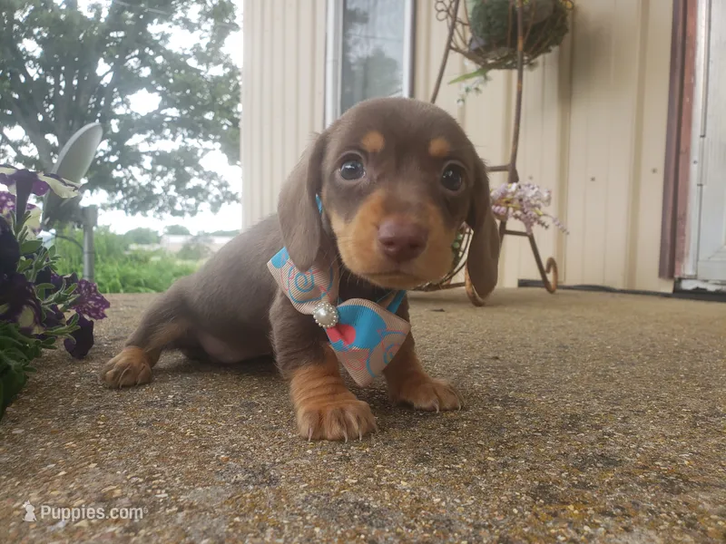 Happy – Dachshund puppy for sale in Stoutland, MO