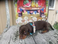 Happy, a female Dachshund for sale in Stoutland, MO – 1 of 1