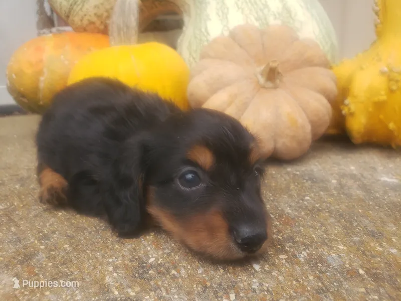 Monica – Dachshund puppy for sale in Stoutland, MO