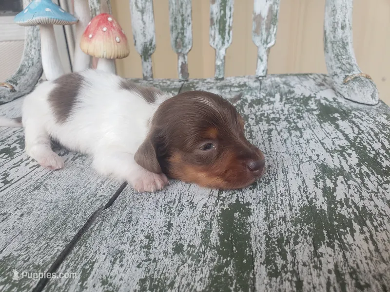 Merle – Dachshund puppy for sale in Stoutland, MO