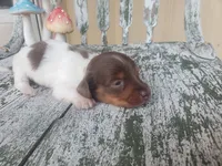 Merle, a male Dachshund for sale in Stoutland, MO – 1 of 3