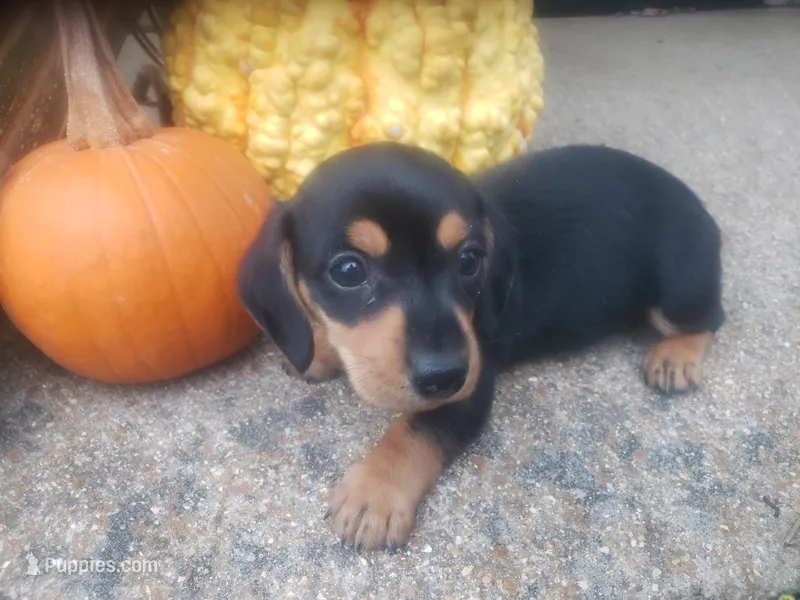 Ross – Dachshund puppy for sale in Stoutland, MO