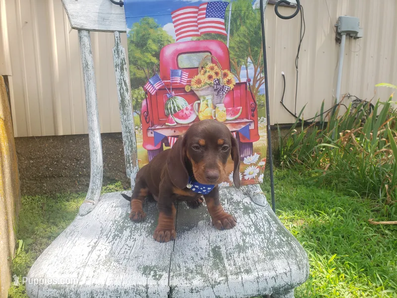 Happy – Dachshund puppy for sale in Stoutland, MO
