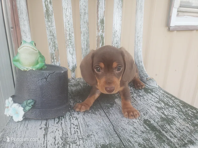 Grumpy – Dachshund puppy for sale in Stoutland, MO