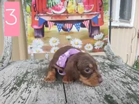 Bashful, a female Dachshund for sale in Stoutland, MO – 1 of 1