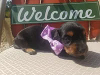 Monica, a female Dachshund for sale in Stoutland, MO – 1 of 2