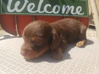 Chandler, a male Dachshund for sale in Stoutland, MO – 1 of 3