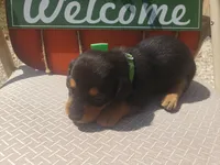 Ross, a male Dachshund for sale in Stoutland, MO – 2 of 2