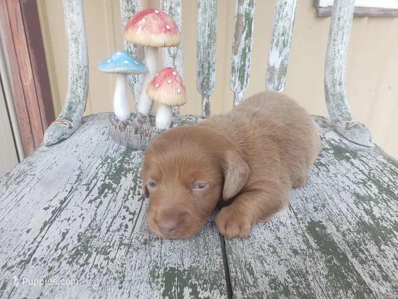 Haggard – Dachshund puppy for sale in Stoutland, MO