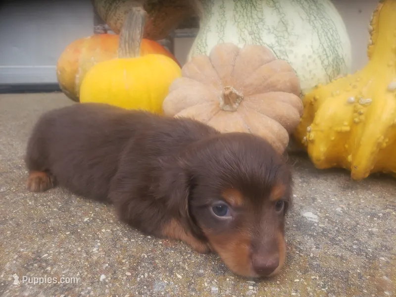 Chandler – Dachshund puppy for sale in Stoutland, MO