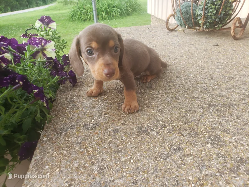 Grumpy – Dachshund puppy for sale in Stoutland, MO