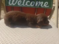 Chandler, a male Dachshund for sale in Stoutland, MO – 3 of 3