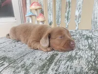 Haggard, a male Dachshund for sale in Stoutland, MO – 2 of 3