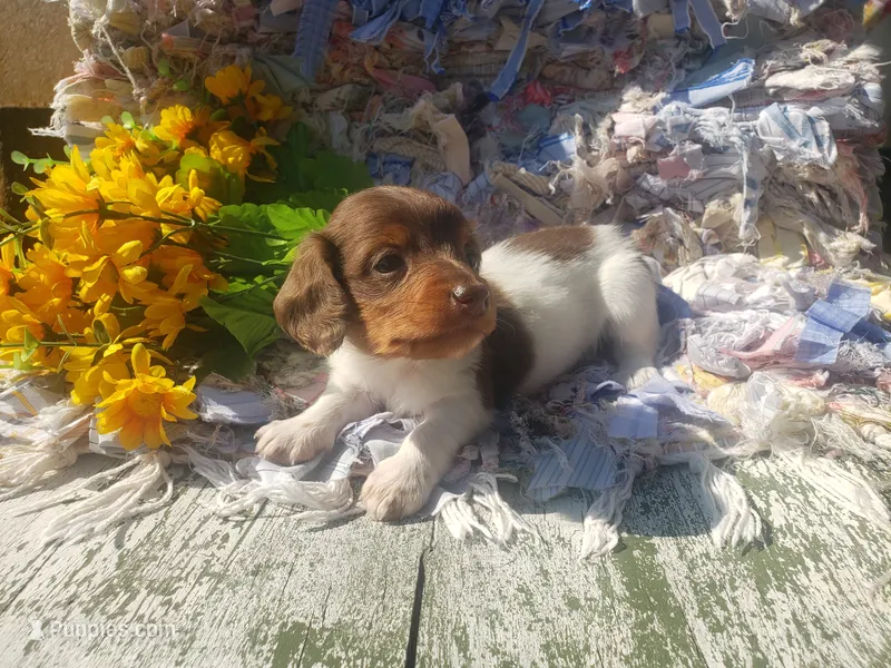 Merle – Dachshund puppy for sale in Stoutland, MO