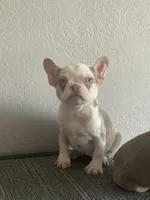 Isabella , a female French Bulldog for sale in West Covina, CA – Photo 1 of 5