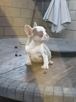 Isabella , a female French Bulldog for sale in West Covina, CA – Photo 4 of 5