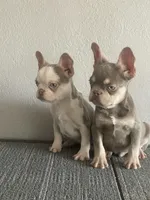 Isabella , a female French Bulldog for sale in West Covina, CA – Photo 3 of 5