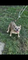 Grinch, a female French Bulldog for sale in West Covina, CA – 2 of 2
