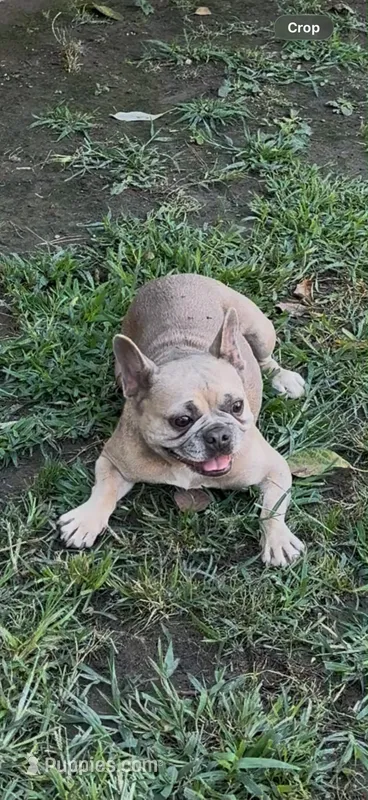 Grinch – French Bulldog puppy for sale in West Covina, CA