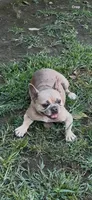 Grinch, a female French Bulldog for sale in West Covina, CA – 1 of 2