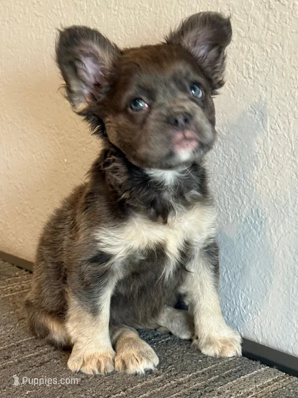 Ms. Fluffy  – French Bulldog puppy for sale in West Covina, CA