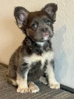 Ms. Fluffy , a female French Bulldog for sale in West Covina, CA – Photo 1 of 4