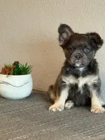 Ms. Fluffy , a female French Bulldog for sale in West Covina, CA – Photo 3 of 4