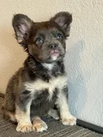 Ms. Fluffy , a female French Bulldog for sale in West Covina, CA – Photo 2 of 4