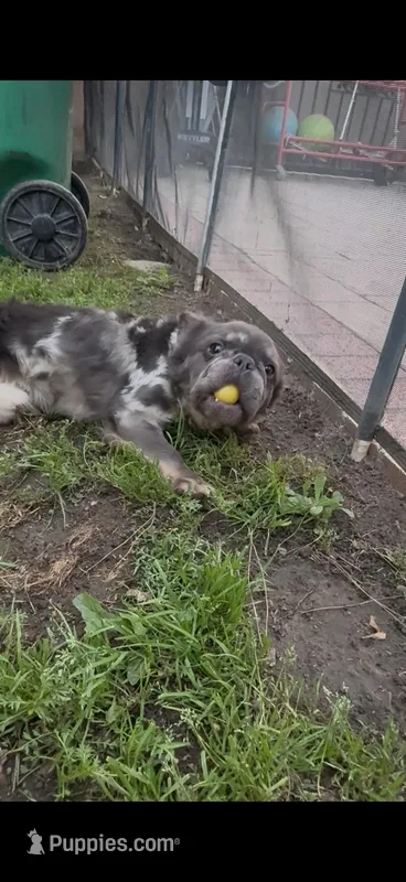 Blue Merle – French Bulldog puppy for sale in West Covina, CA