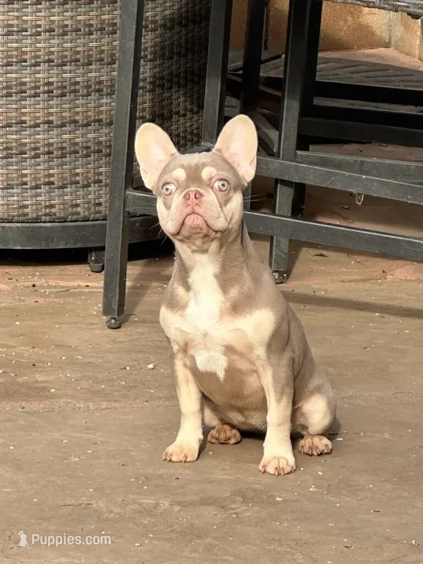 Bella – French Bulldog puppy for sale in West Covina, CA