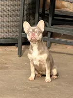 Bella, a female French Bulldog for sale in West Covina, CA – 1 of 1