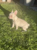Platinum, a male French Bulldog for sale in West Covina, CA – Photo 5 of 6