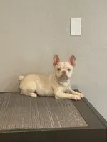 Platinum, a male French Bulldog for sale in West Covina, CA – Photo 2 of 6