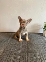 Mr. Isabella , a female French Bulldog for sale in West Covina, CA – Photo 2 of 2