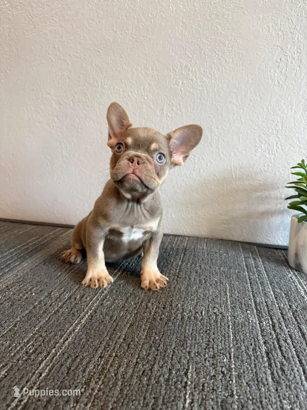 Mr. Isabella  – French Bulldog puppy for sale in West Covina, CA