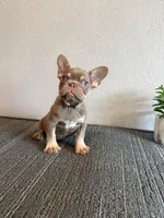 Mr. Isabella , a female French Bulldog for sale in West Covina, CA – Photo 1 of 2