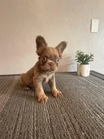 Isabella Fluffy Boy, a male French Bulldog for sale in West Covina, CA – Photo 2 of 2