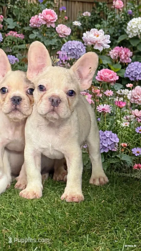 Bella – French Bulldog puppy for sale in West Covina, CA