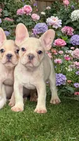 Bella, a female French Bulldog for sale in West Covina, CA – 1 of 3