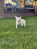 Sky, a male French Bulldog for sale in West Covina, CA – Photo 3 of 7