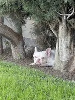 Sky, a male French Bulldog for sale in West Covina, CA – Photo 4 of 7