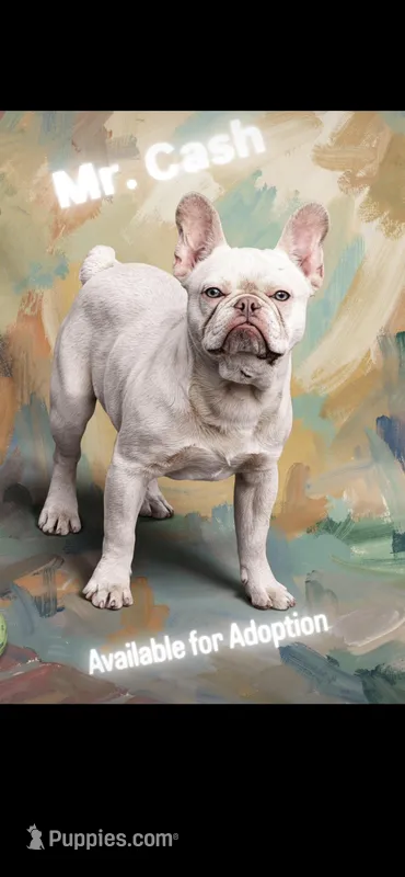 Sky, a male French Bulldog for sale in West Covina, CA – 1 of 10