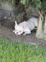 Sky, a male French Bulldog for sale in West Covina, CA – Photo 7 of 7