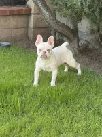 Sky, a male French Bulldog for sale in West Covina, CA – Photo 5 of 7